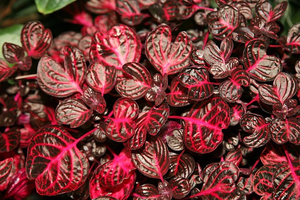 Amaranth (Chaulai)