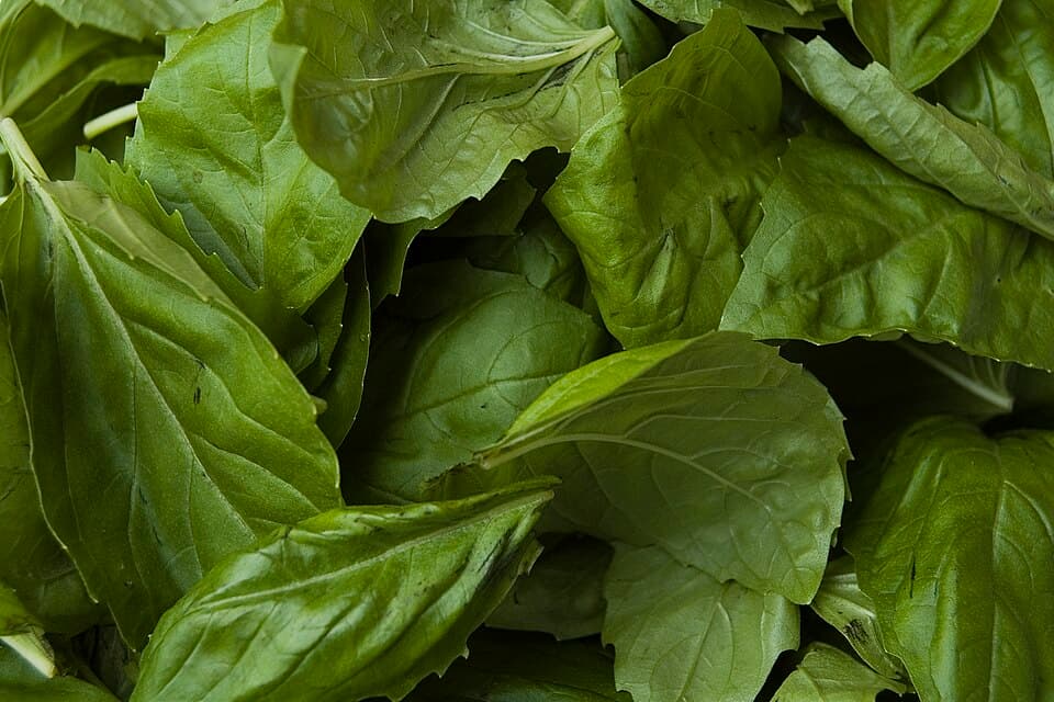 Basil (Tulsi)