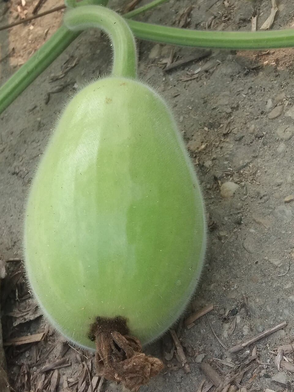 Bottle Gourd (Lauki)