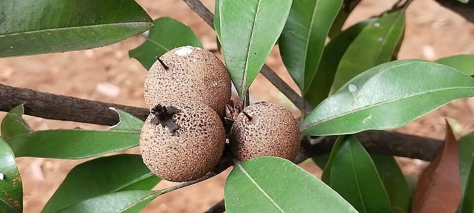 Chikoo (Sapota)