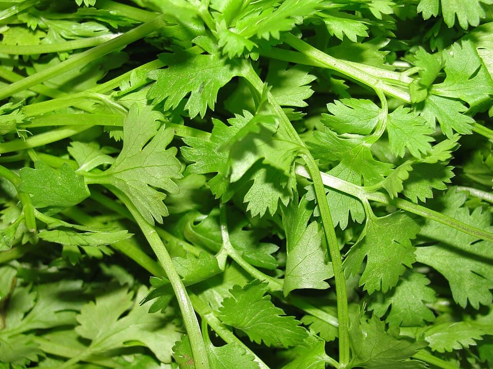 Coriander (Dhaniya)
