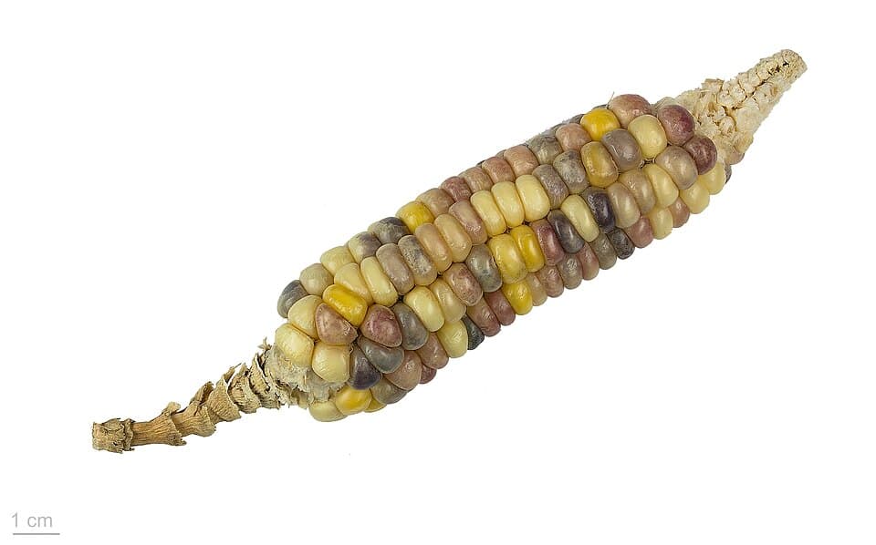 Corn (Bhutta)