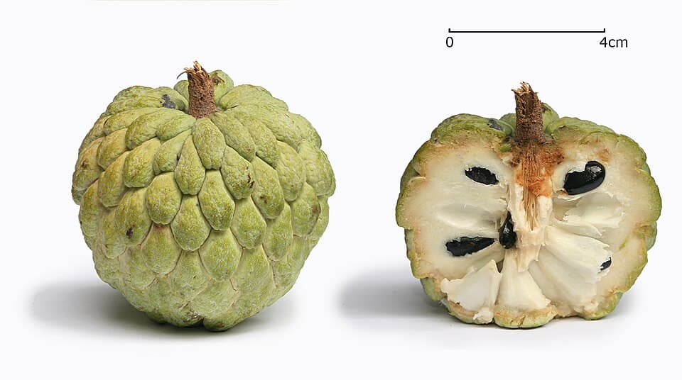 Custard Apple (Sitaphal)
