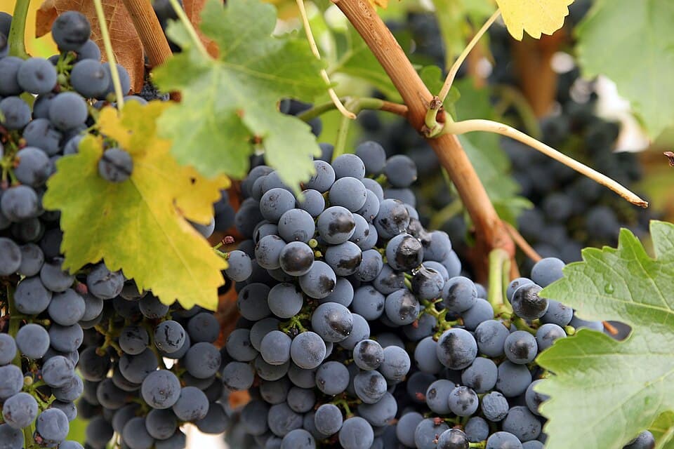 Grapes (Green)