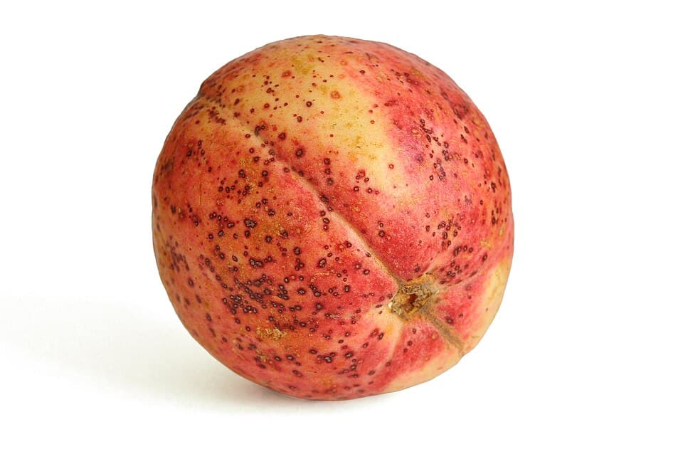 Guava (Amrood)
