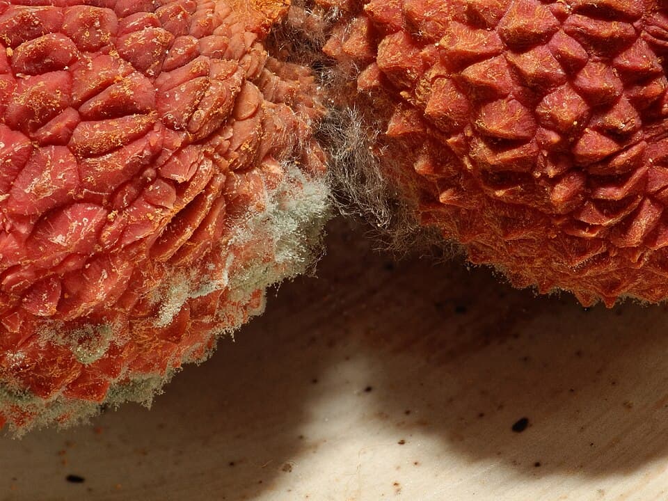Litchi