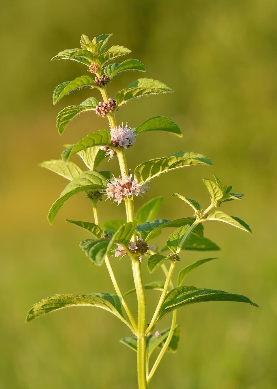 Mint (Pudina)