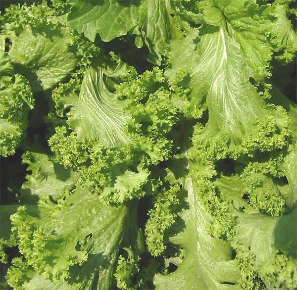 Mustard Greens (Sarson)