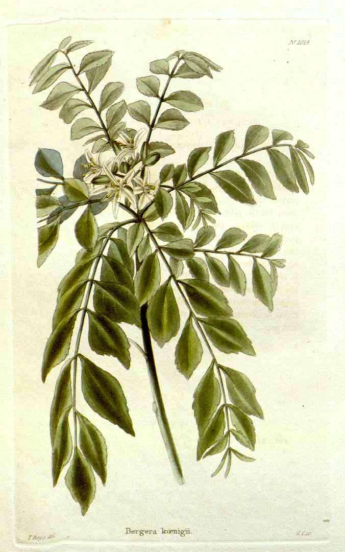 Curry Leaves